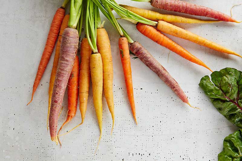 best-macros-for-pcos-the-health-space-carrots
