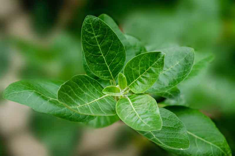 what are adaptogens the power of adaptogens